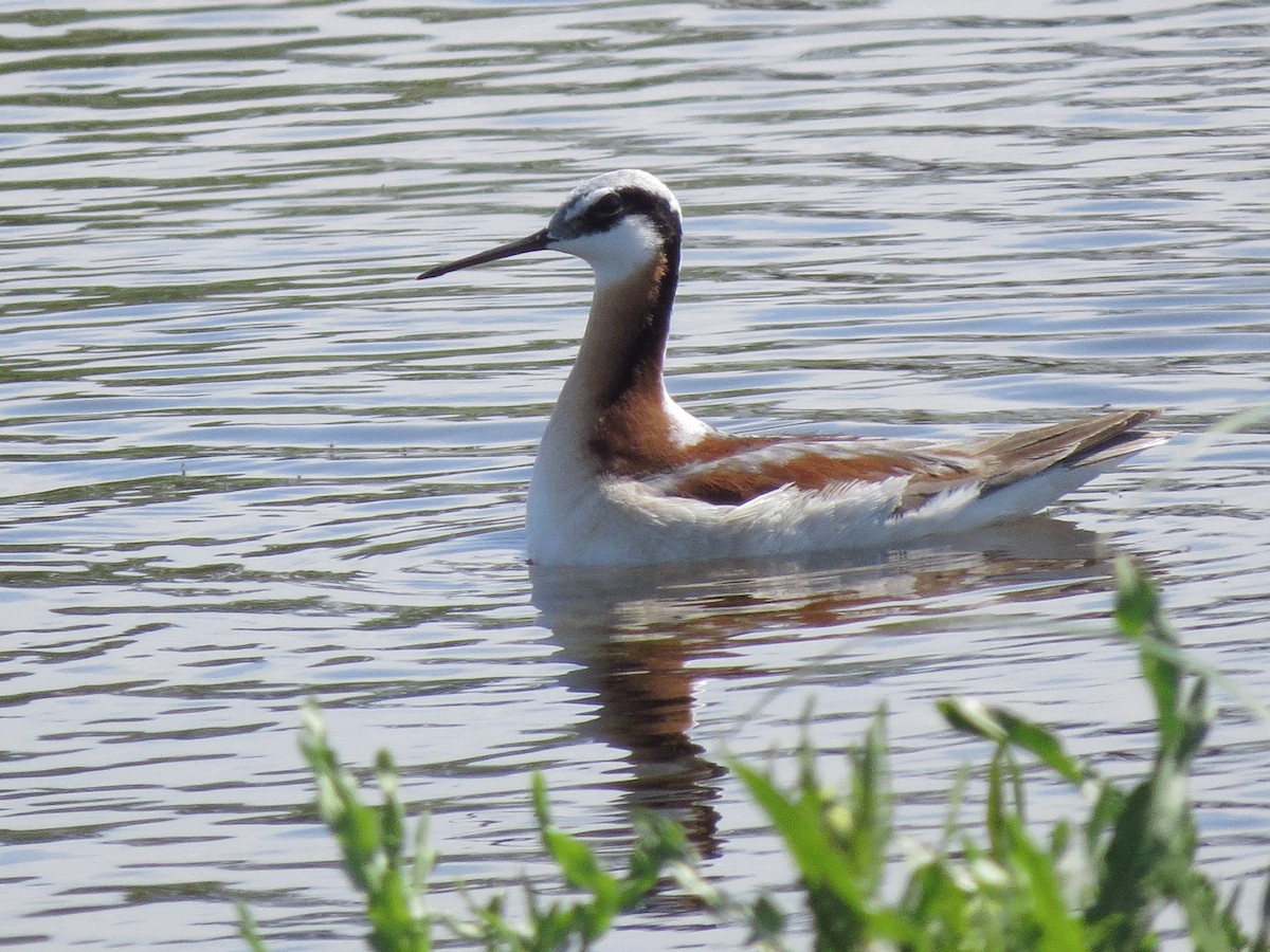 hvithalesvømmesnipe - ML102567641