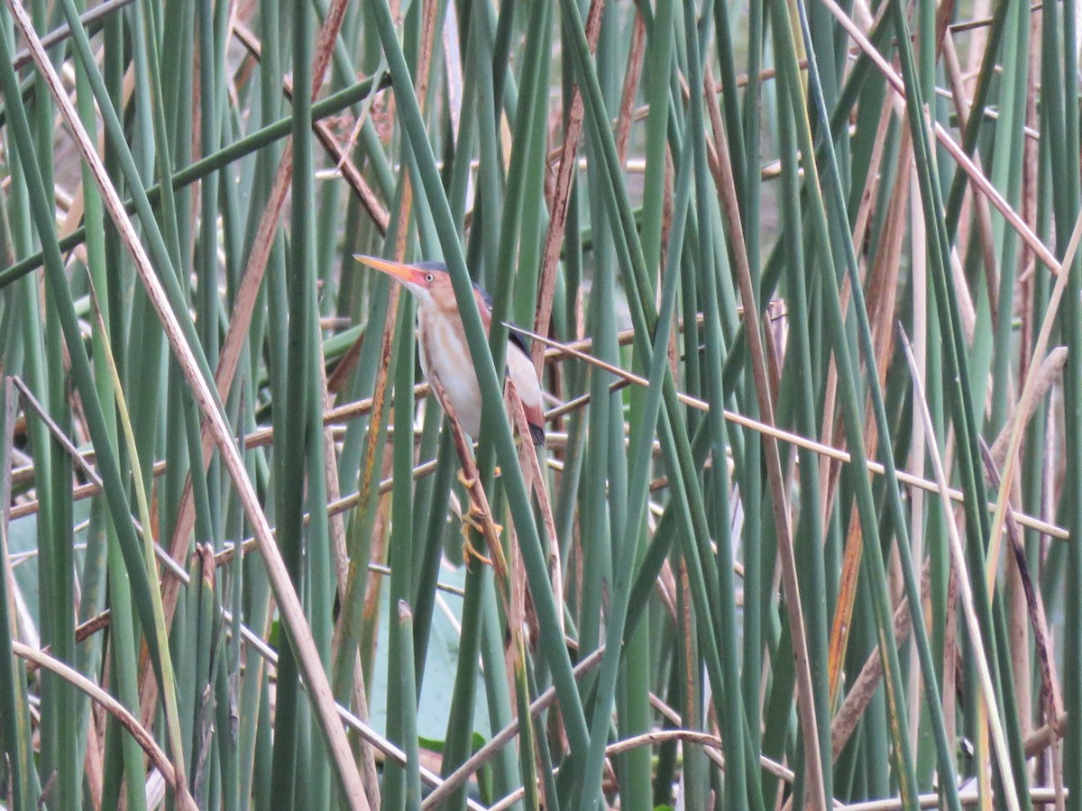 Least Bittern - ML102567961