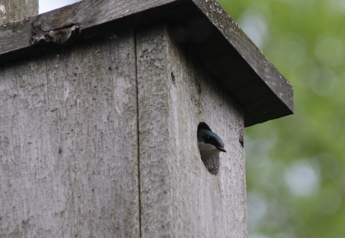 Golondrina Bicolor - ML102568421