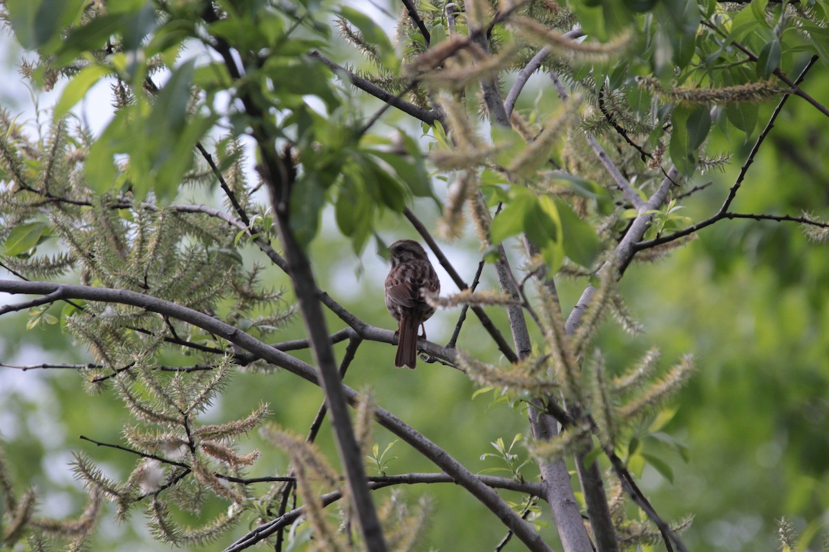 Song Sparrow - Anonymous