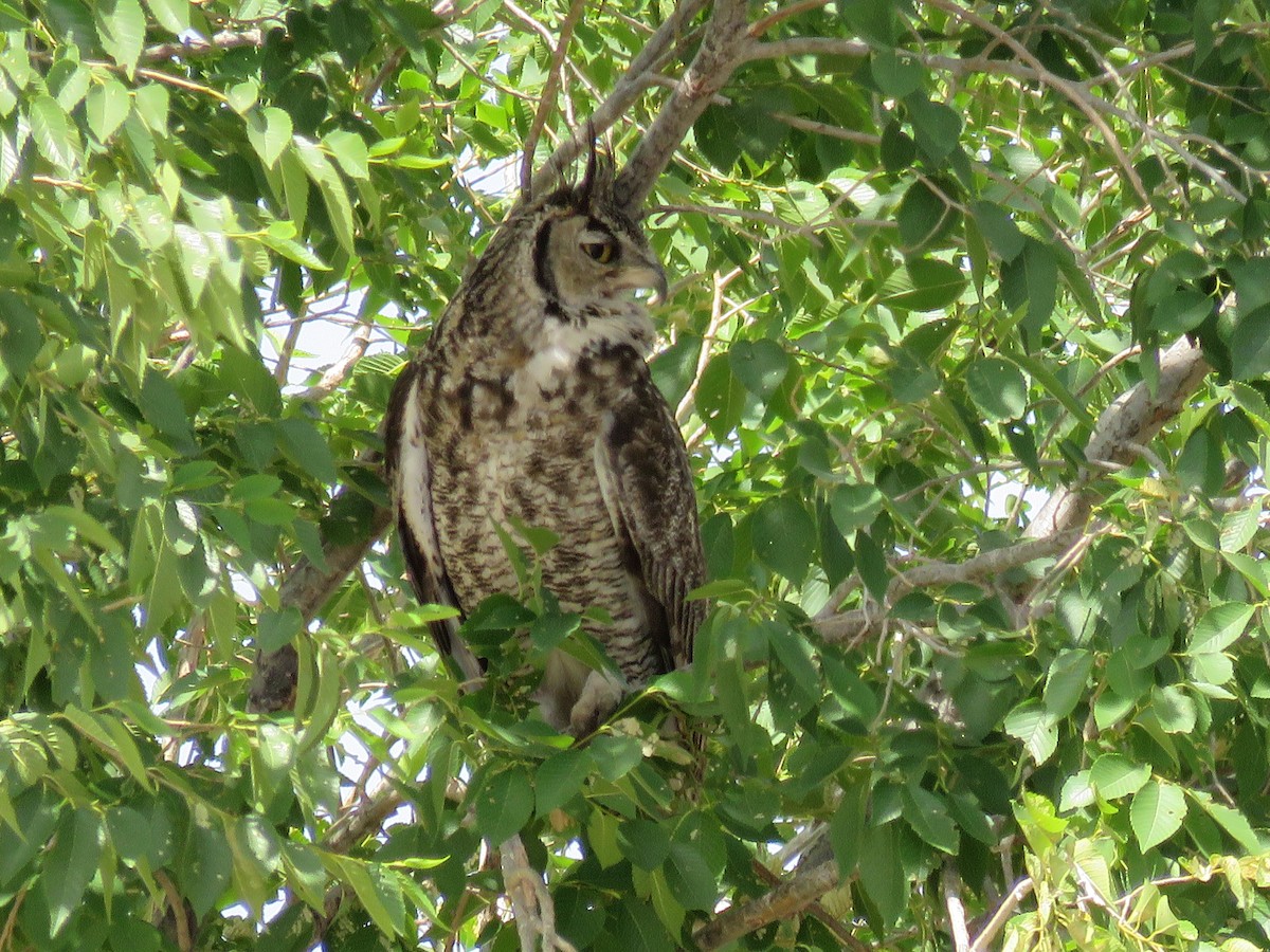 Great Horned Owl - ML102569511