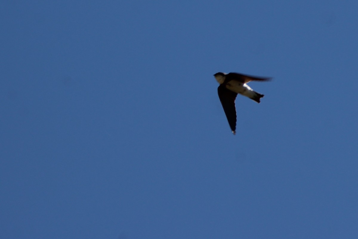 Bank Swallow - ML102570021