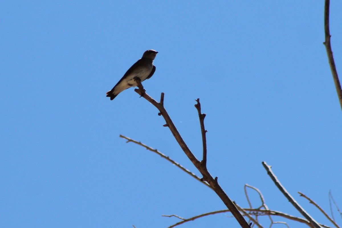 Northern Rough-winged Swallow - ML102570051