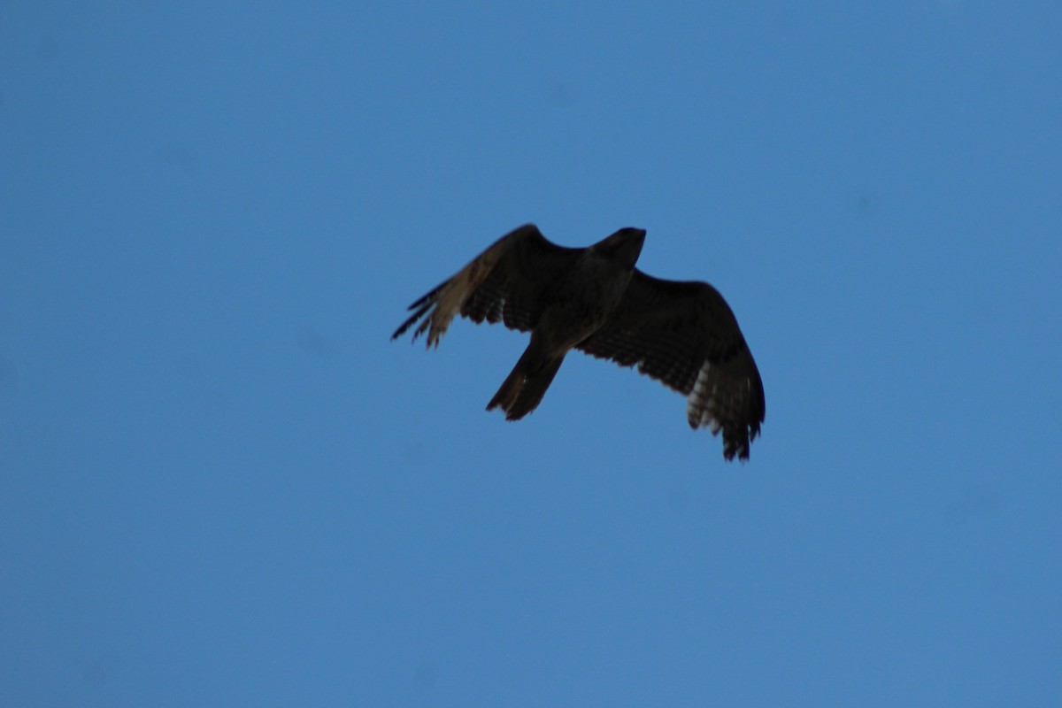 Swainson's Hawk - ML102570391