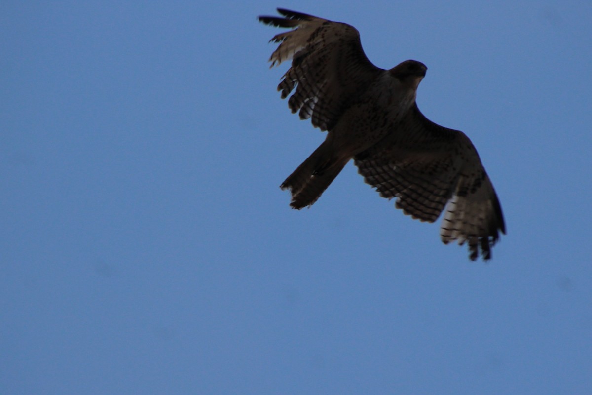 Swainson's Hawk - ML102570401