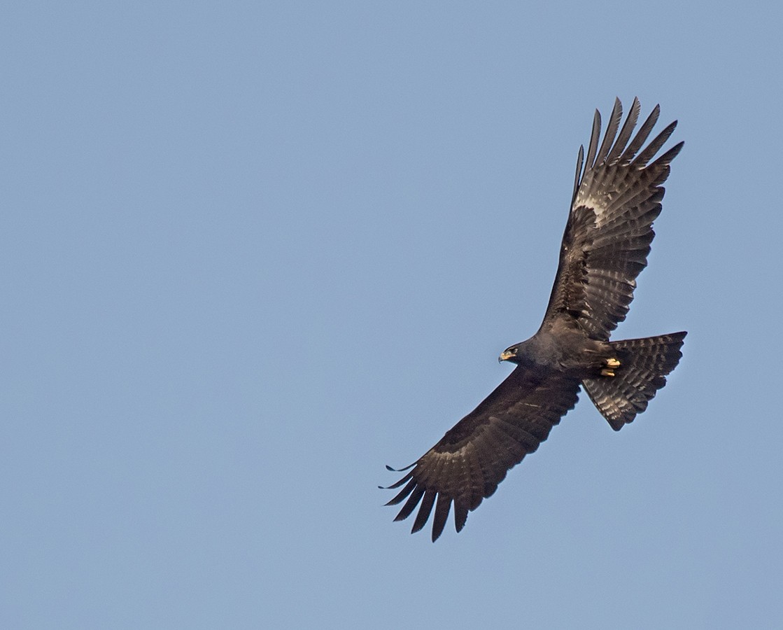 Black Eagle - Roozbeh Gazdar