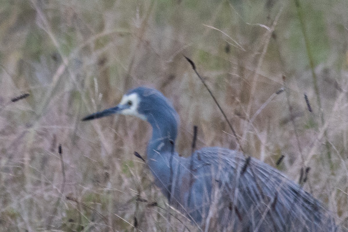 White-faced Heron - ML102573251