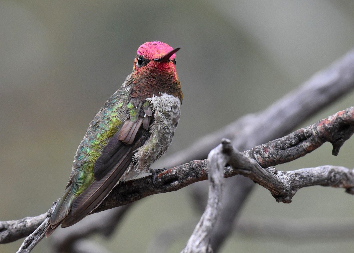 Anna's Hummingbird - ML102574271