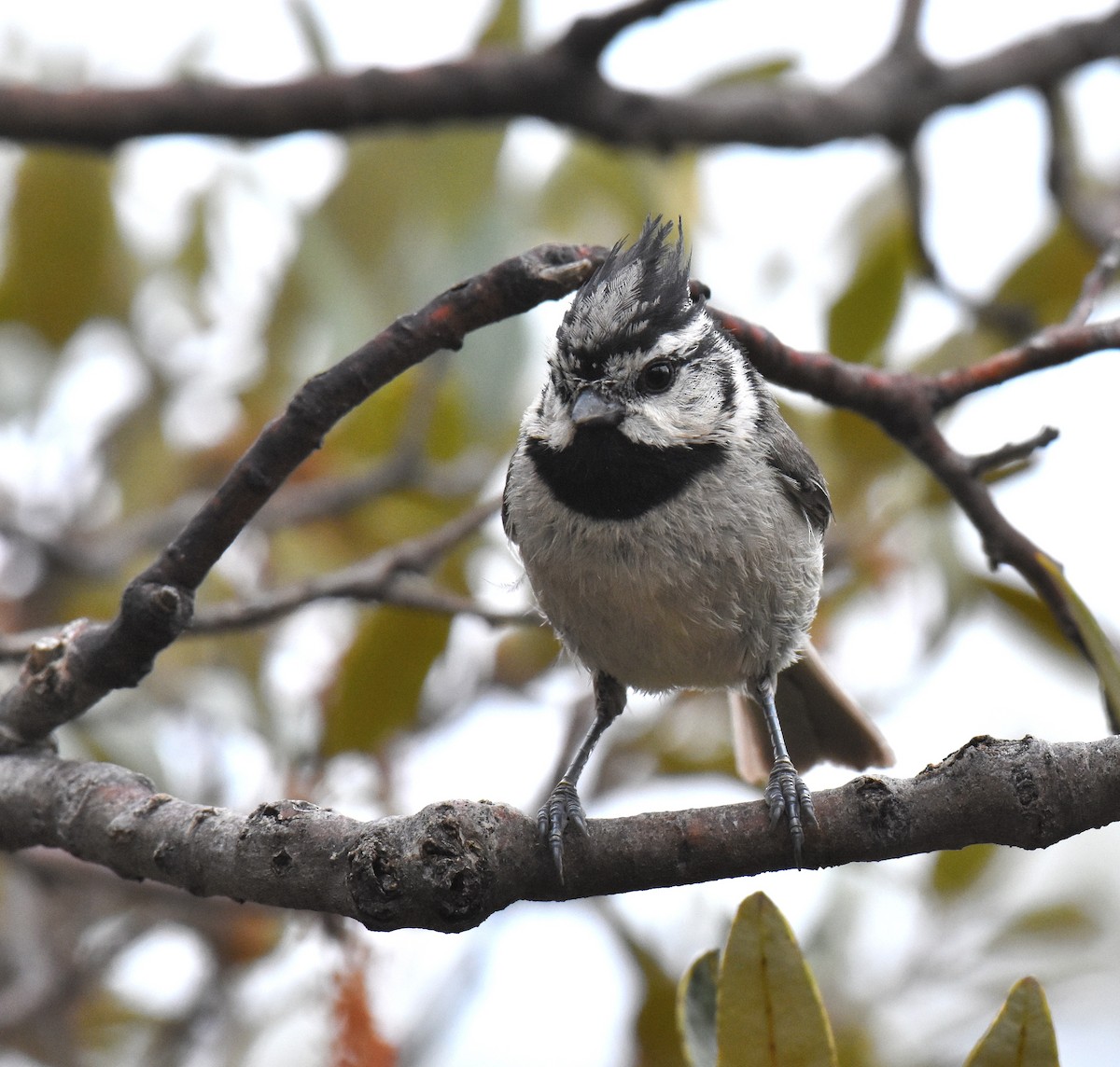 Bridled Titmouse - Jason Vassallo