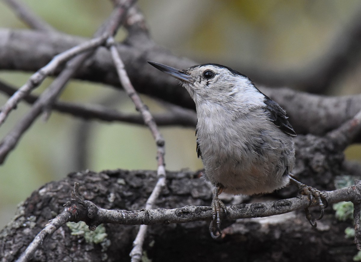 White-breasted Nuthatch (Interior West) - ML102574481