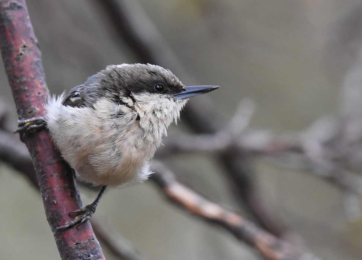 Pygmy Nuthatch - ML102574571