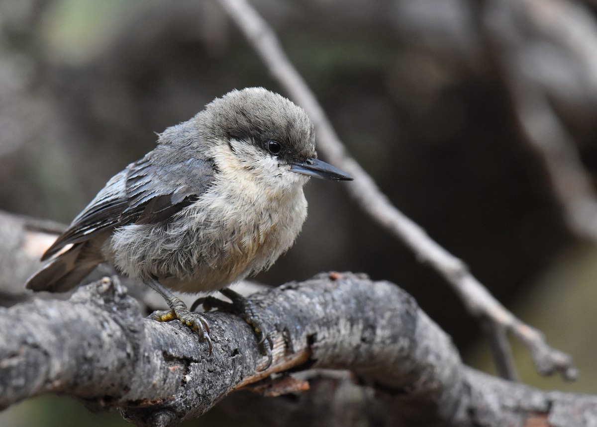 Pygmy Nuthatch - ML102574591