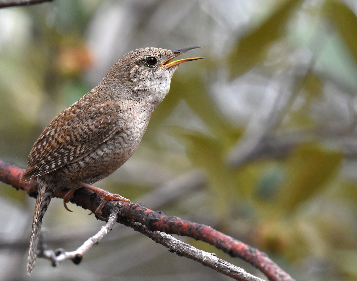 Northern House Wren - Jason Vassallo