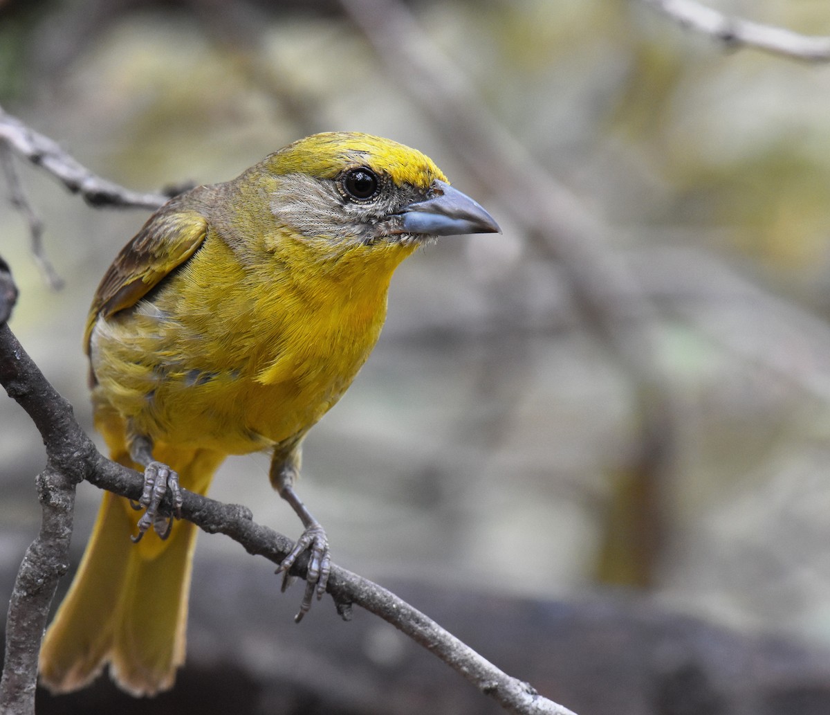 Hepatic Tanager - Jason Vassallo