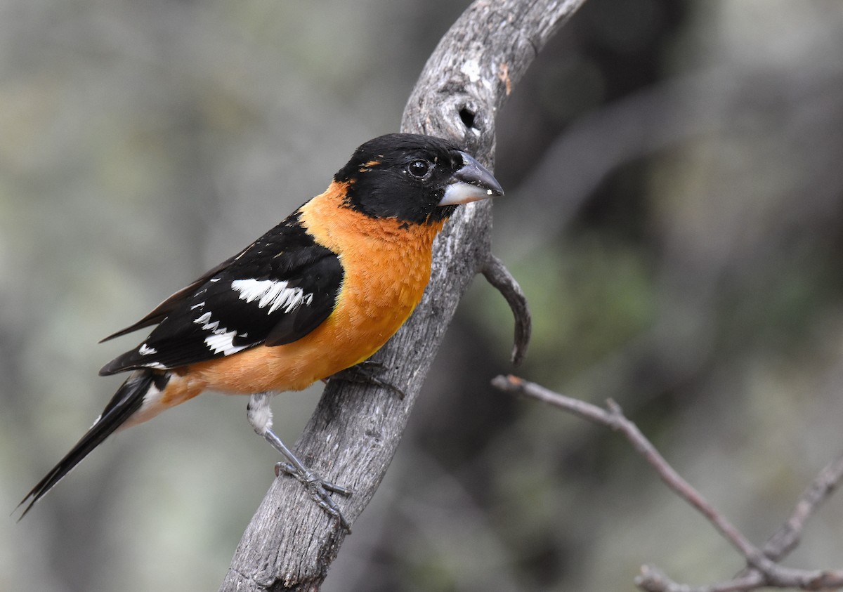 Black-headed Grosbeak - ML102574681