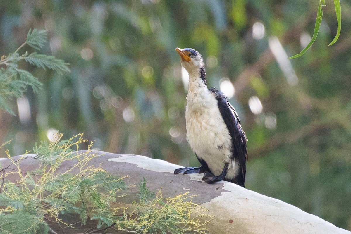 Little Pied Cormorant - ML102574811