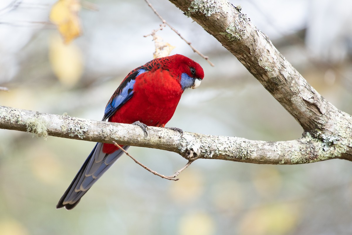 Crimson Rosella - ML102575021