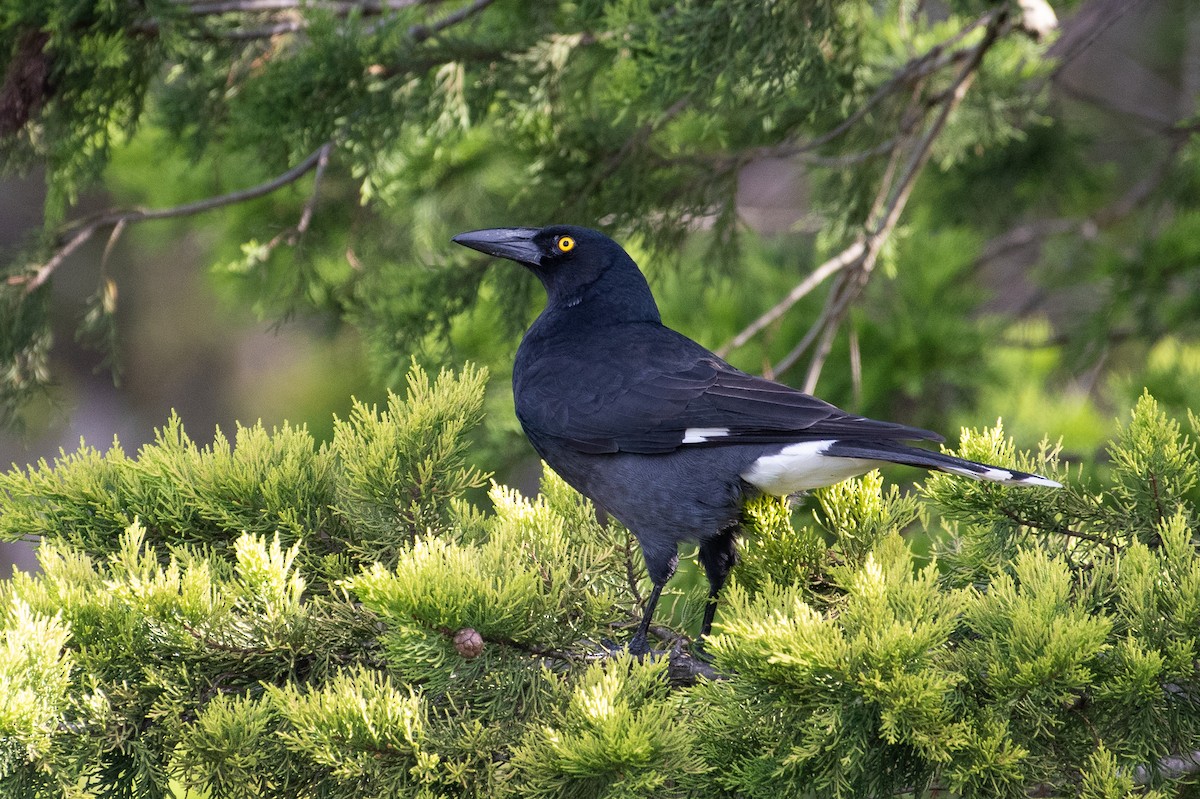 Pied Currawong - ML102575101