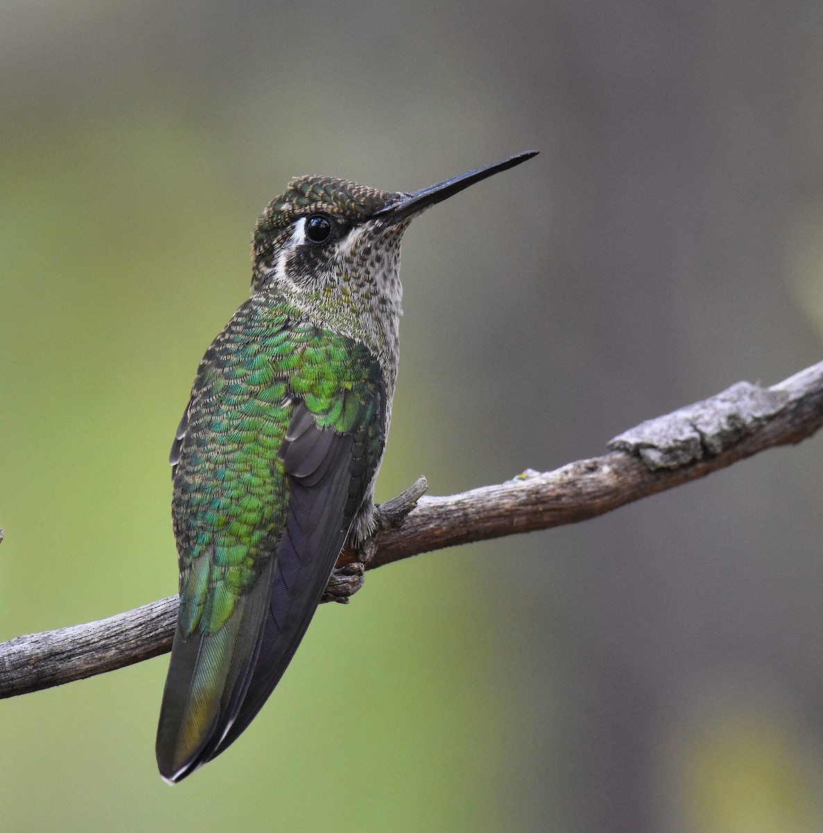 Rivoli's Hummingbird - ML102575221