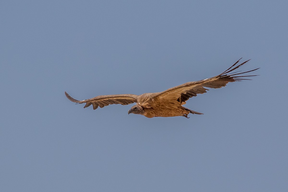 Eurasian Griffon - ML102575351