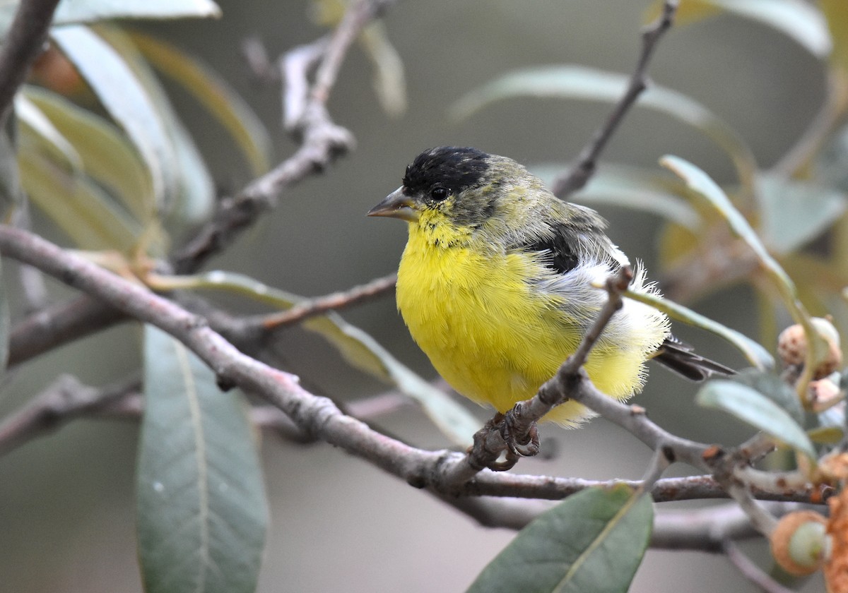 Lesser Goldfinch - ML102575421