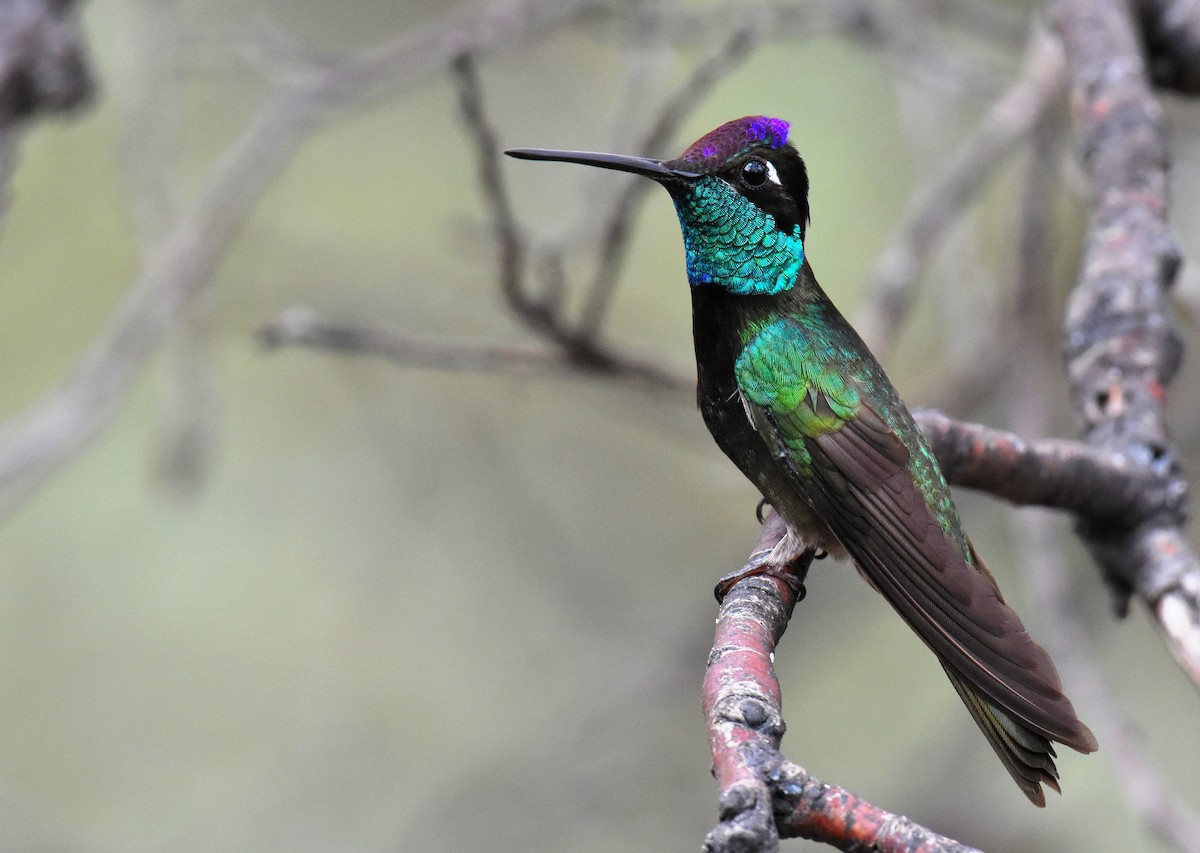 Rivoli's Hummingbird - Jason Vassallo