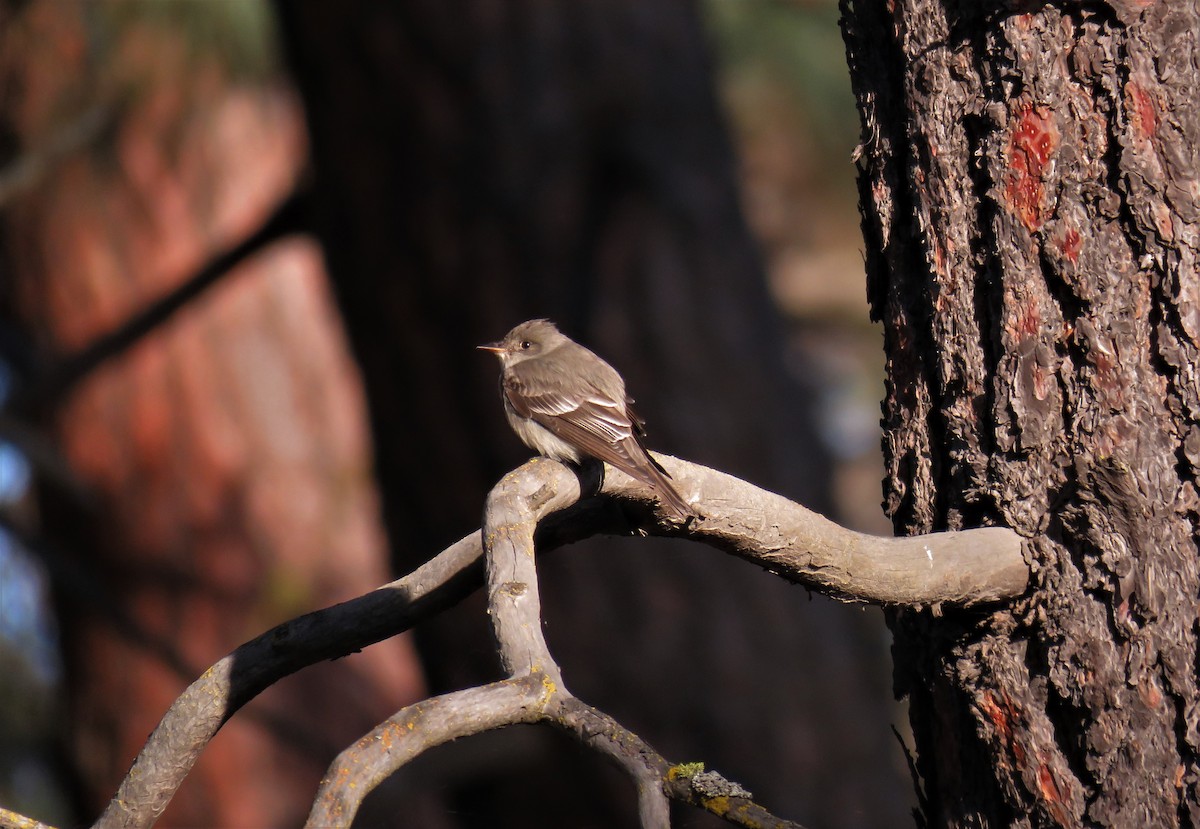 Western Wood-Pewee - ML102576191