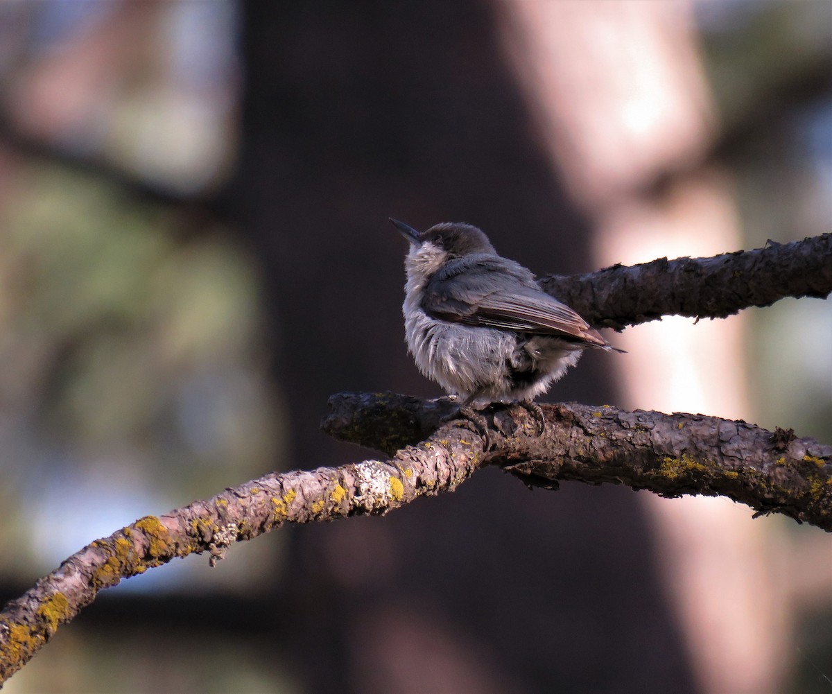 Pygmy Nuthatch - ML102576231