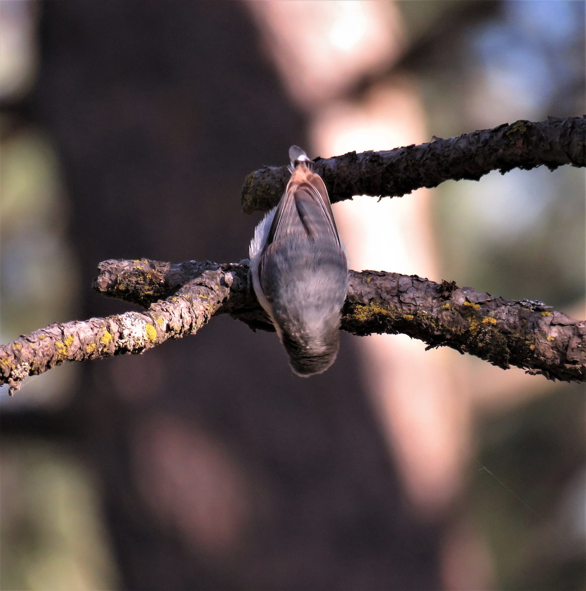 Pygmy Nuthatch - ML102576241