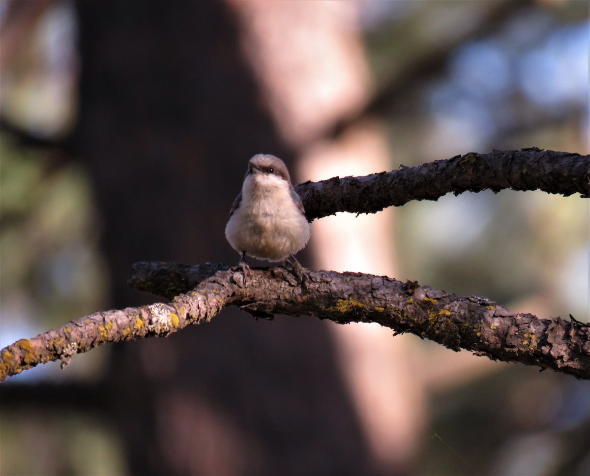 Pygmy Nuthatch - ML102576261