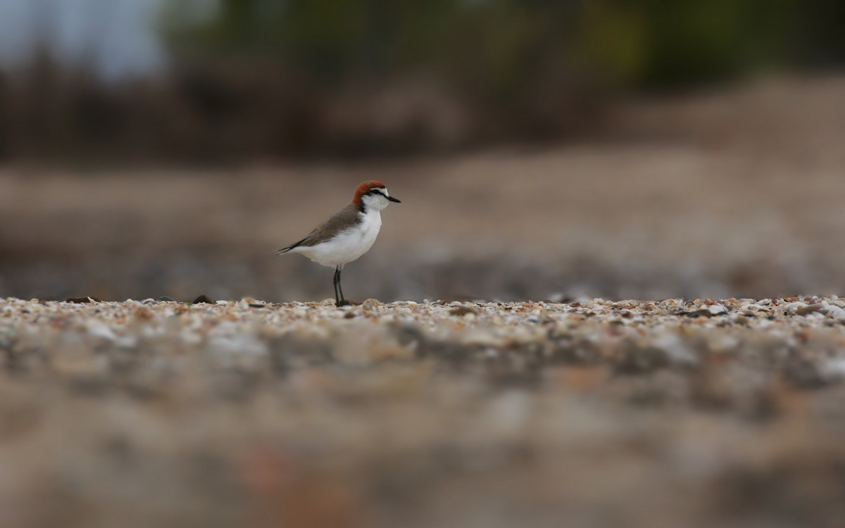 Red-capped Plover - Anonymous