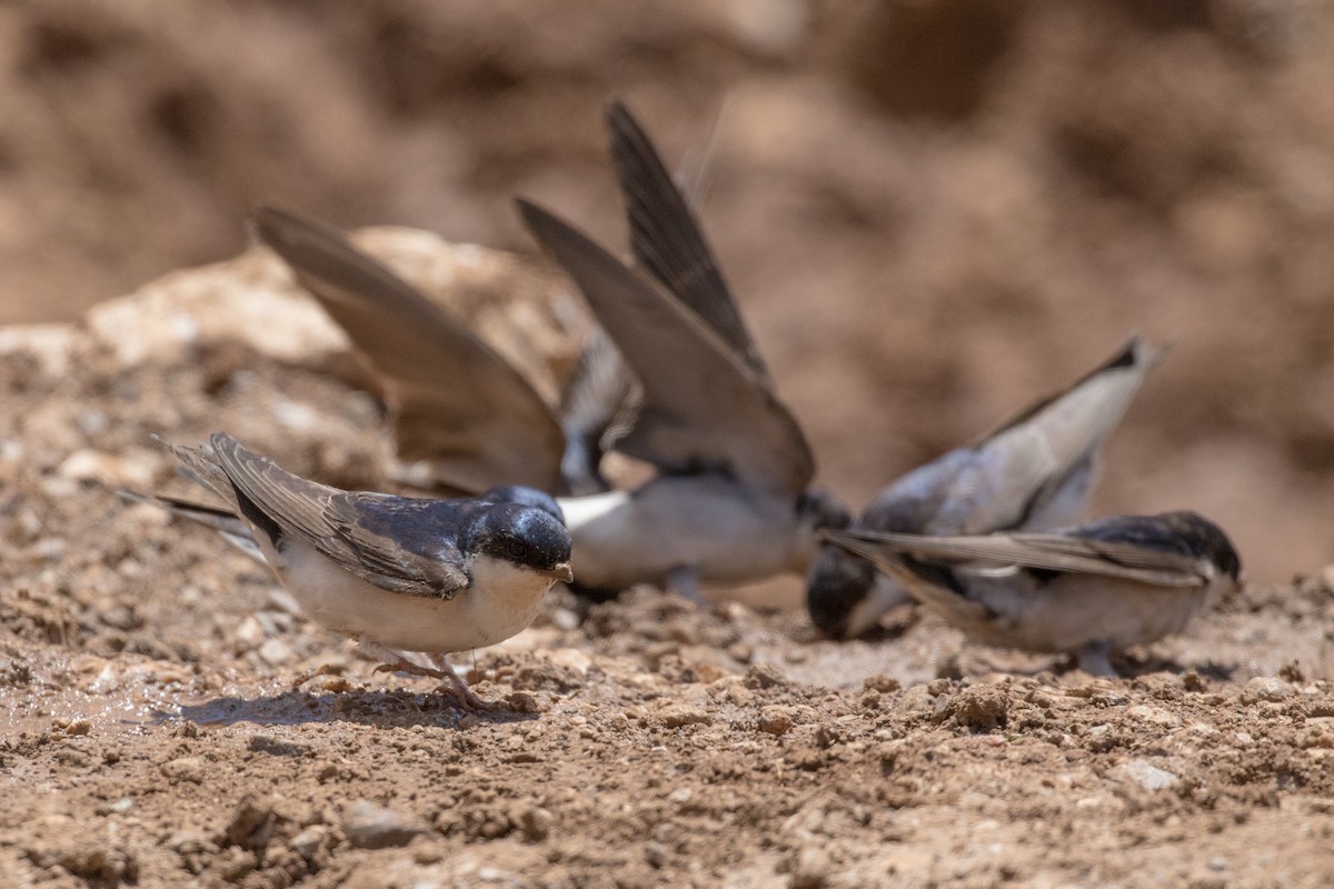 Western House-Martin - ML102577731