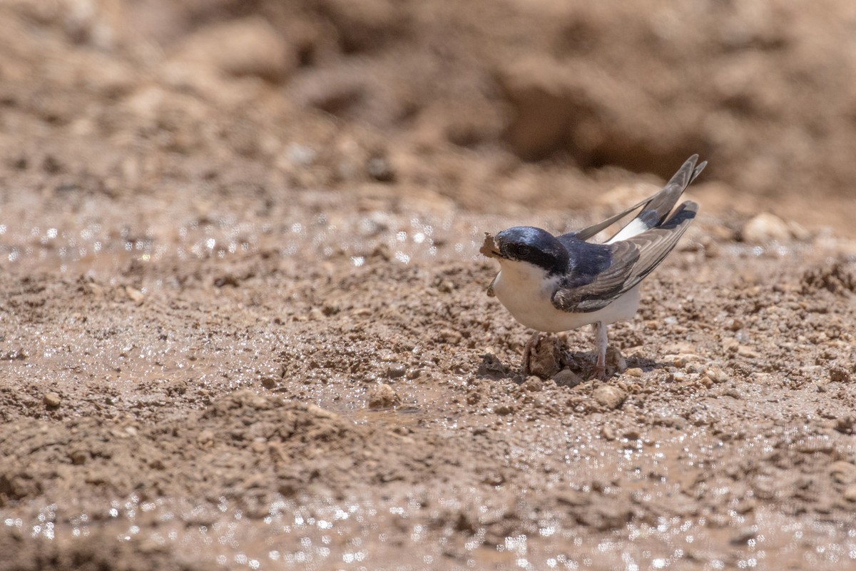 Western House-Martin - ML102577751