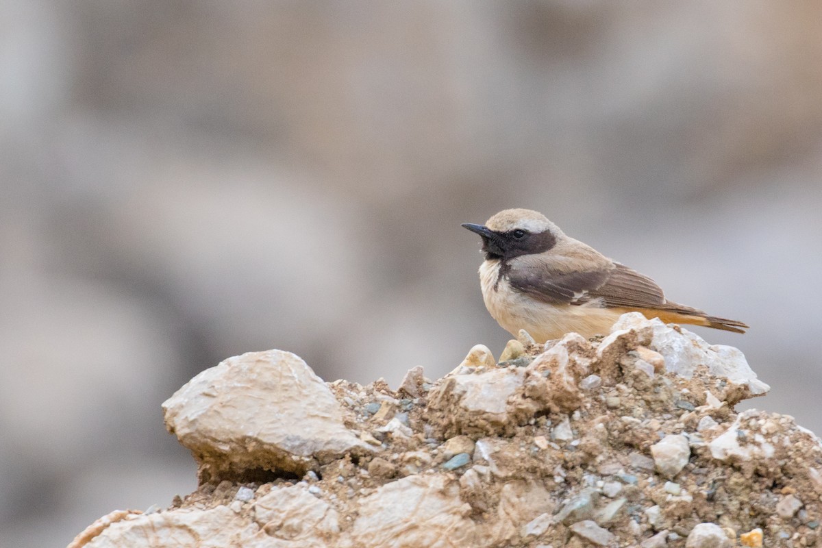 Kurdish Wheatear - Dorna Mojab