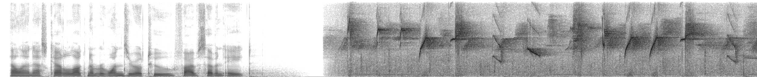 Колібрі-шаблекрил юкатанський (підвид pampa) - ML102578