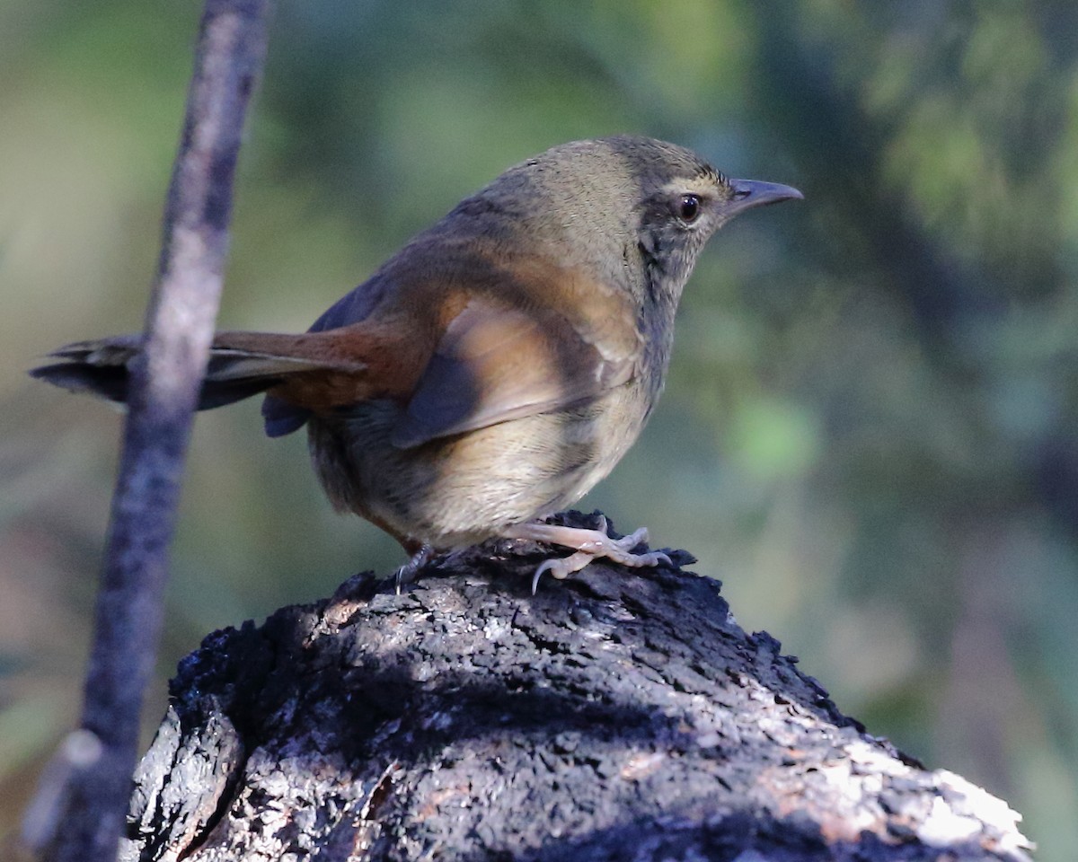 Chestnut-rumped Heathwren - Michael Rutkowski