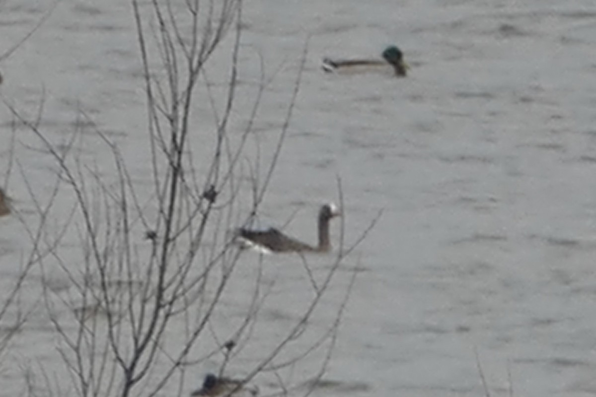 Greater White-fronted Goose - ML102579511