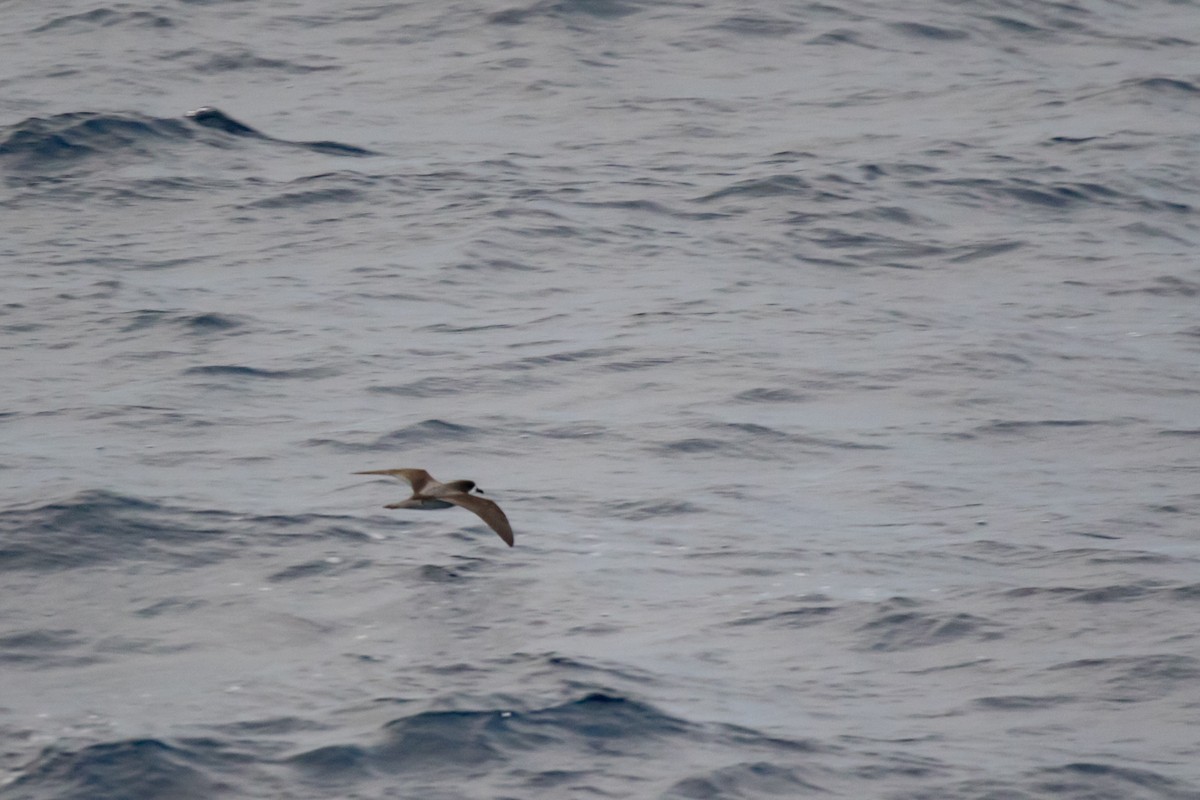 Collared Petrel - Mike Greenfelder
