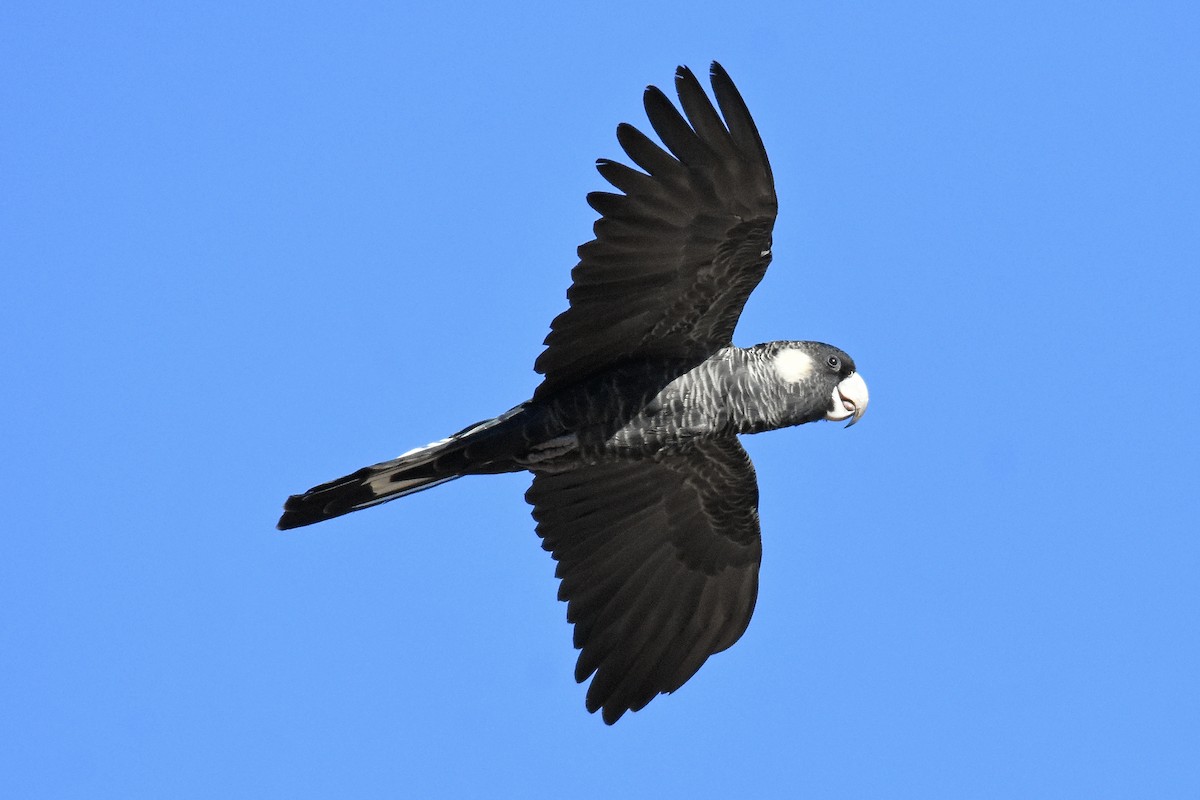 Baudin's Black-Cockatoo - ML102581411