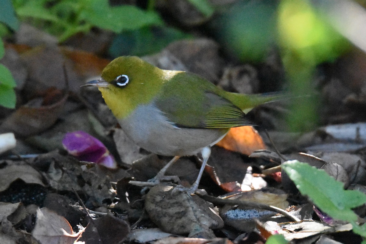 Zostérops à dos gris - ML102581611