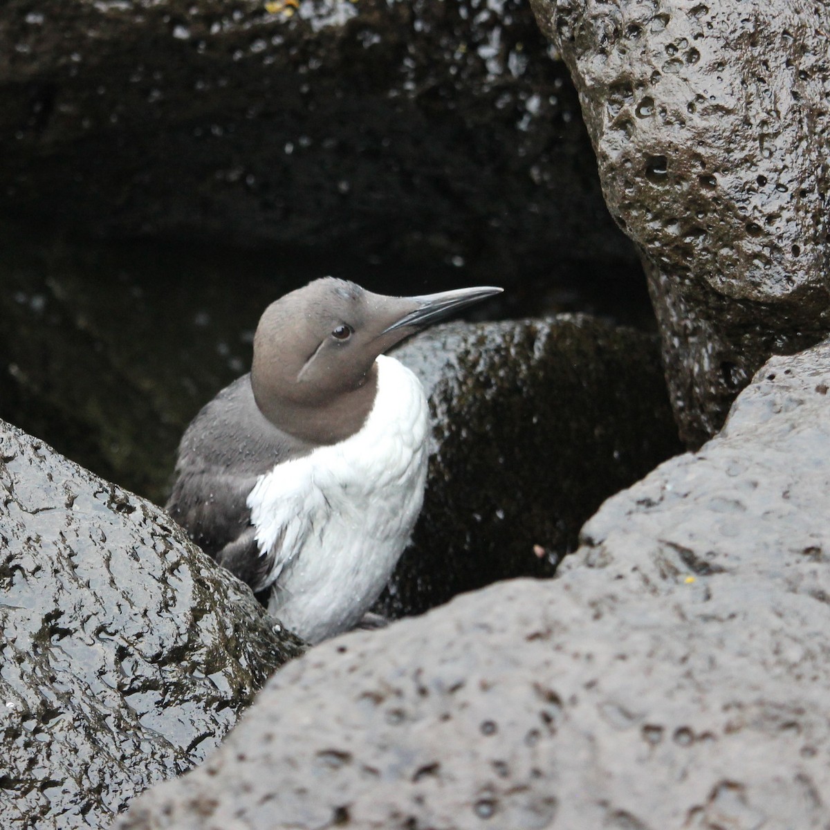 Common Murre - ML102581901