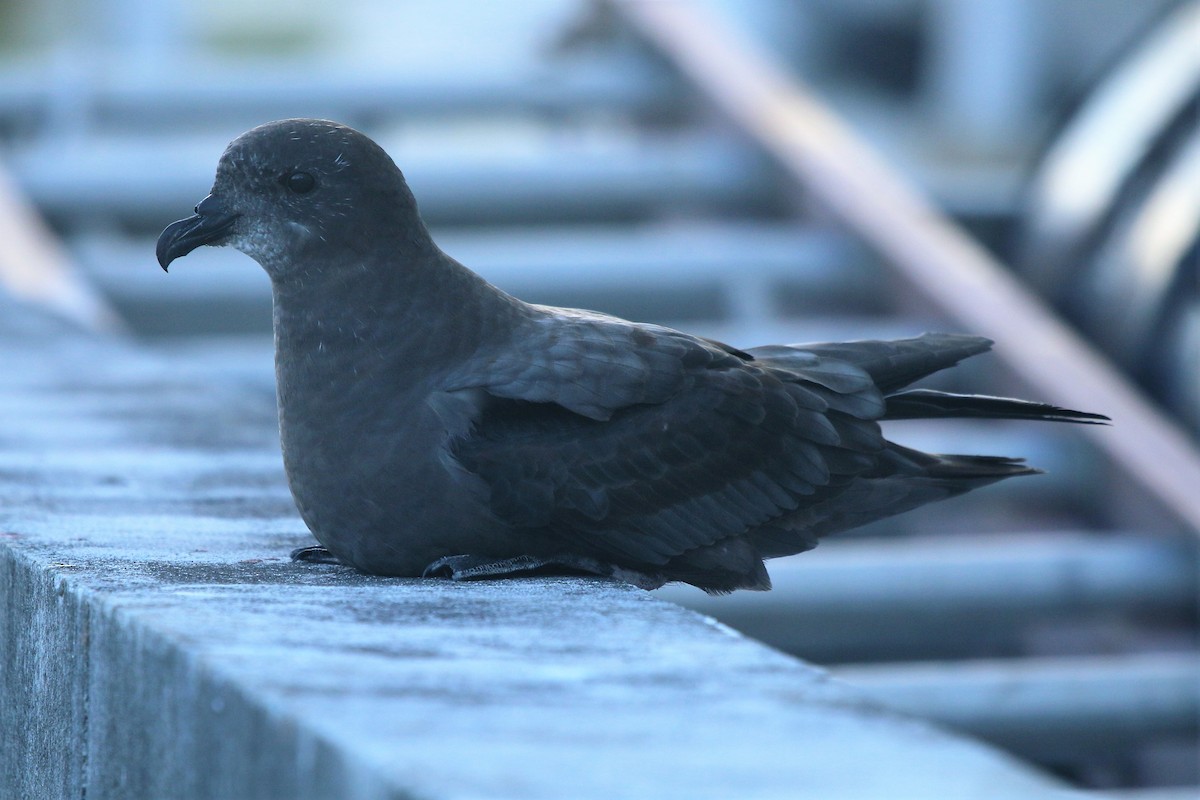 Murphy's Petrel - ML102582571