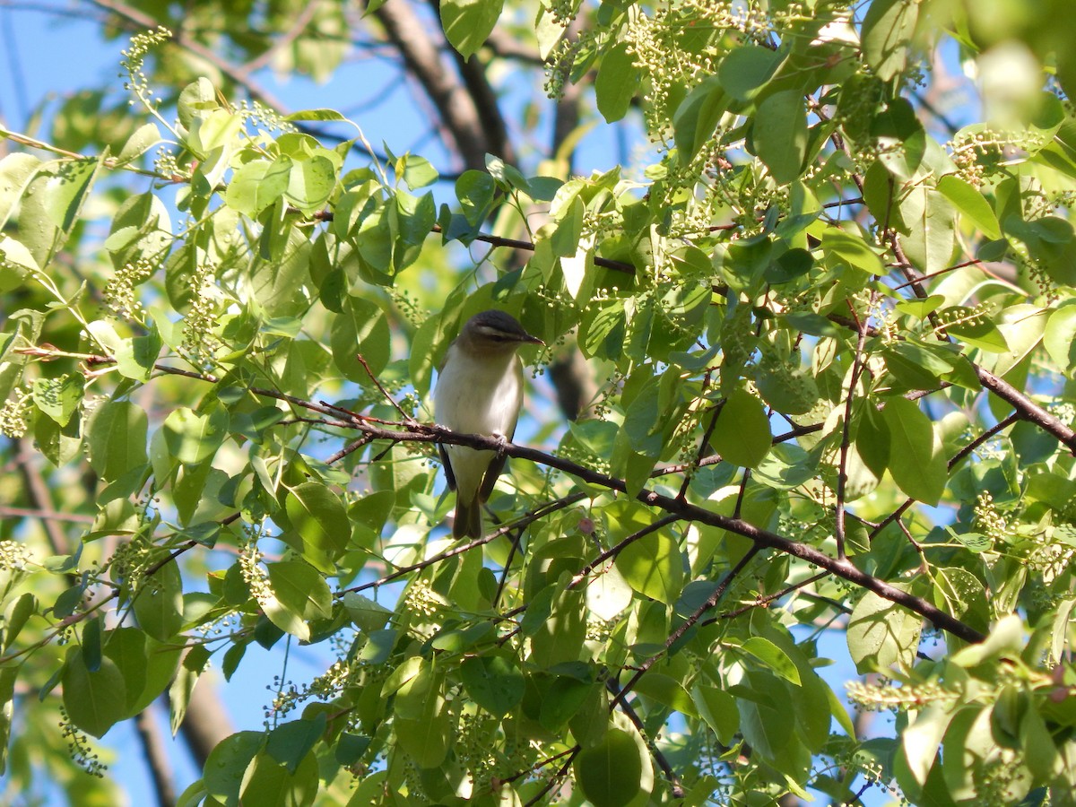 Red-eyed Vireo - ML102583491