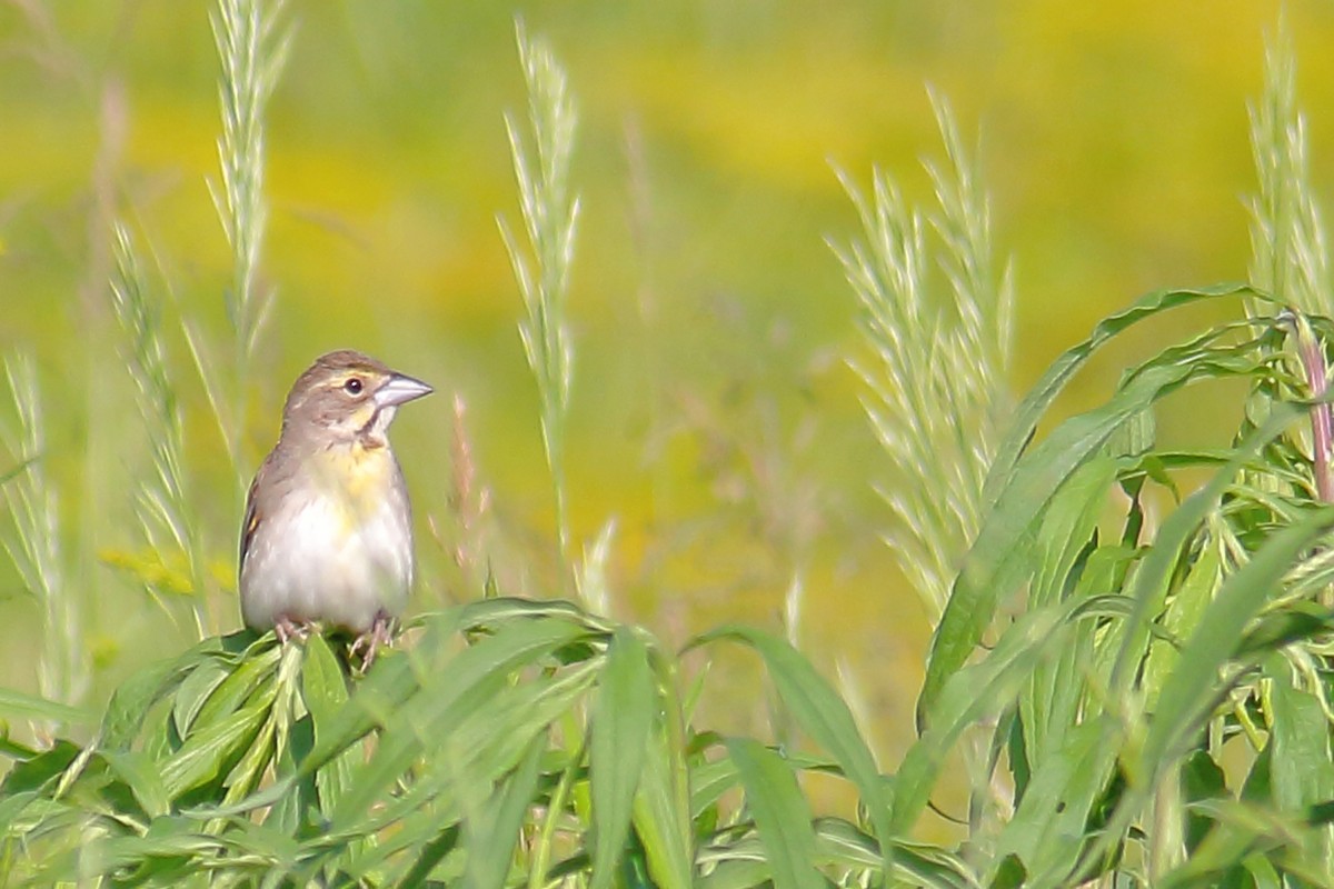 Dickcissel - Jeff 'JP' Peters