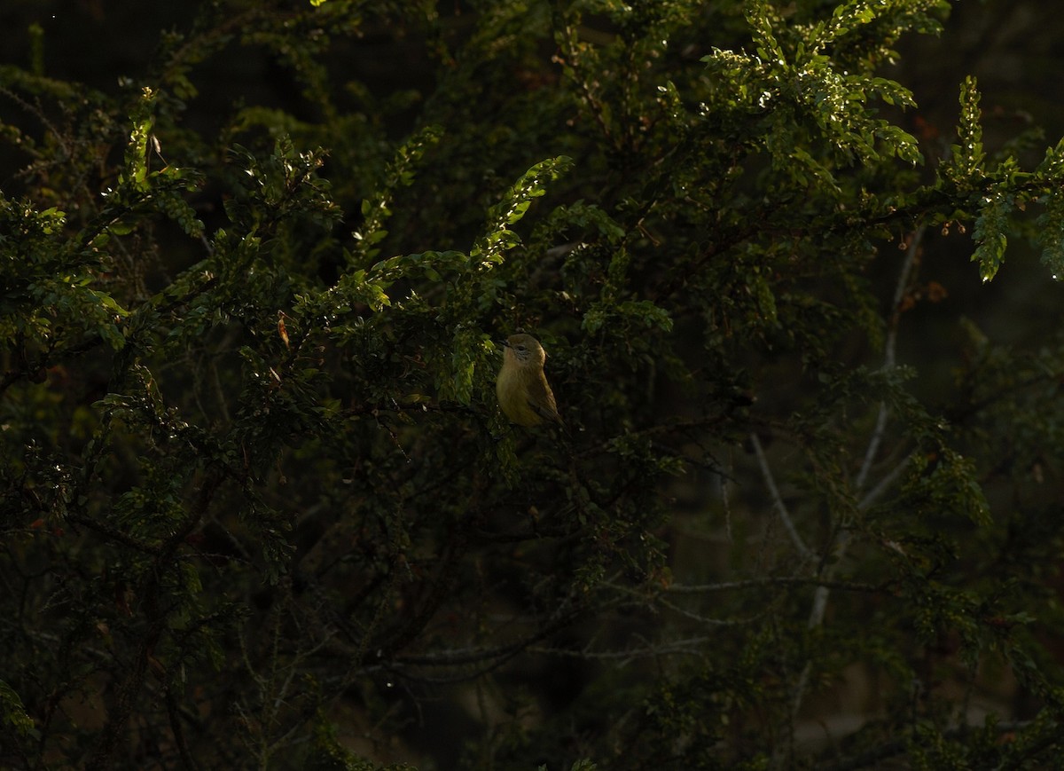 Yellow Thornbill - ML102586171