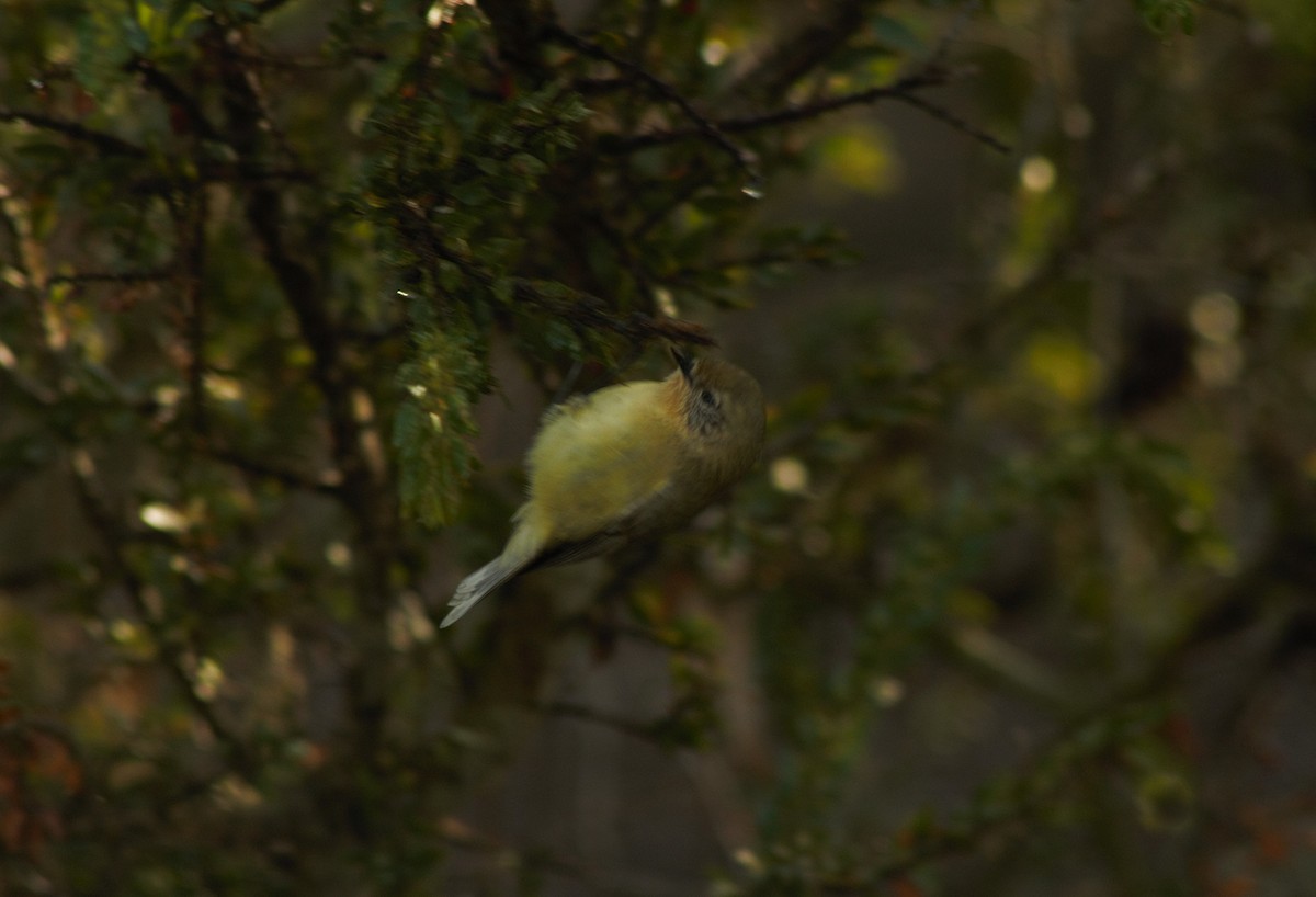 Yellow Thornbill - ML102586181