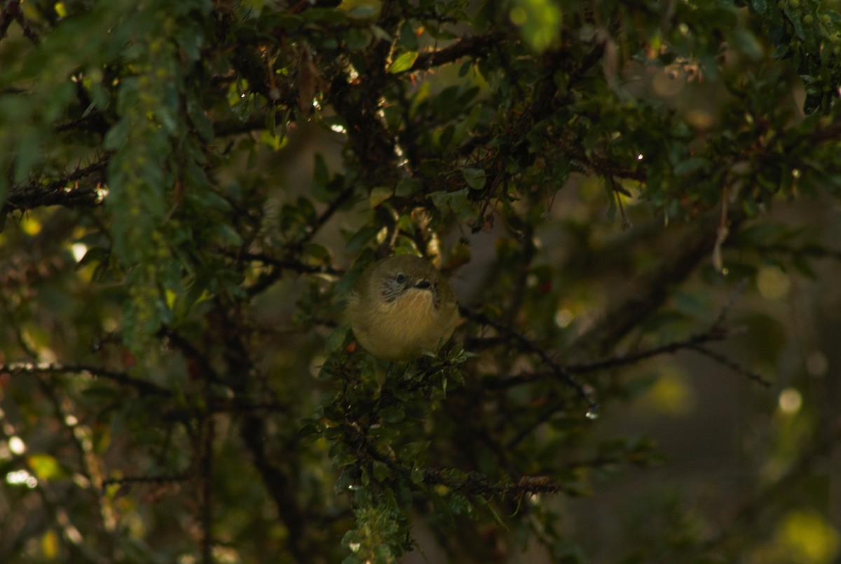 Yellow Thornbill - ML102586191