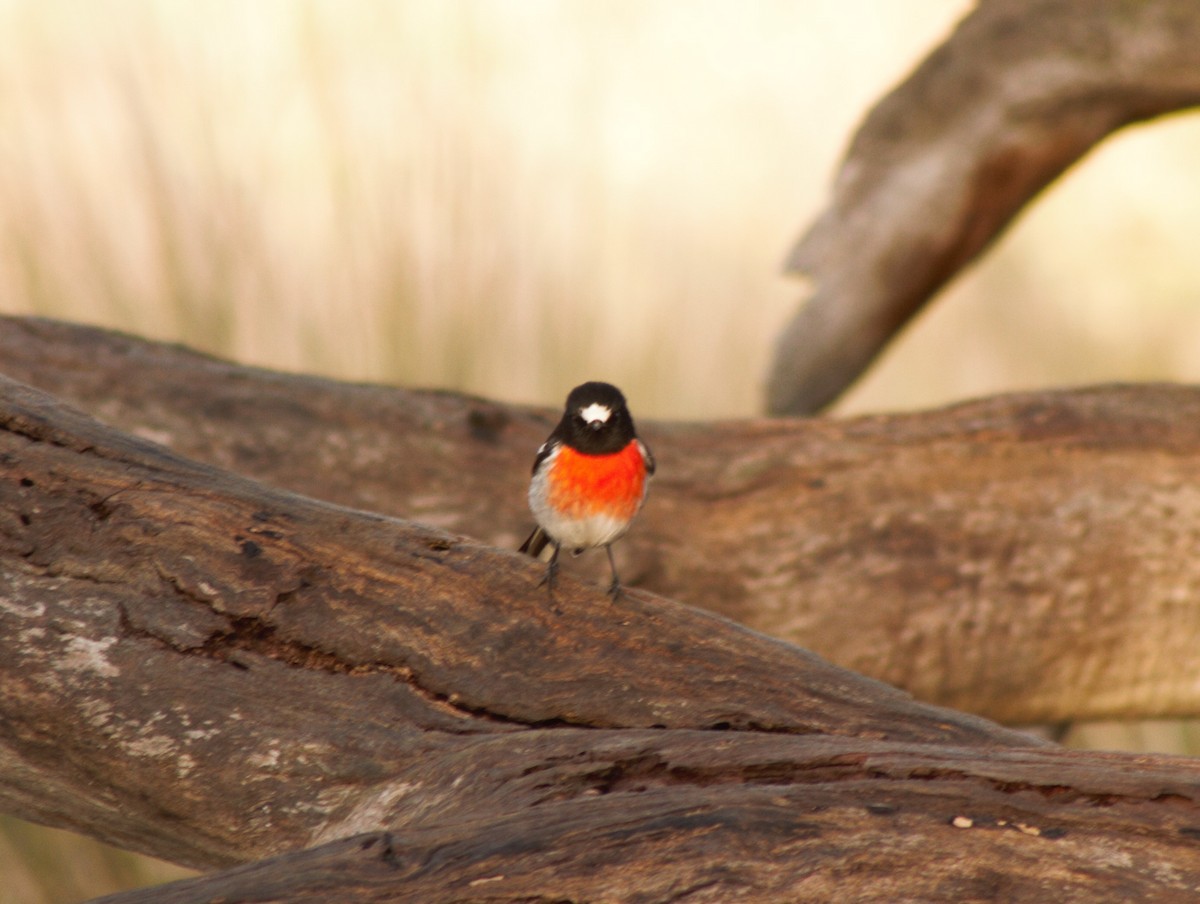 Scarlet Robin - ML102586221