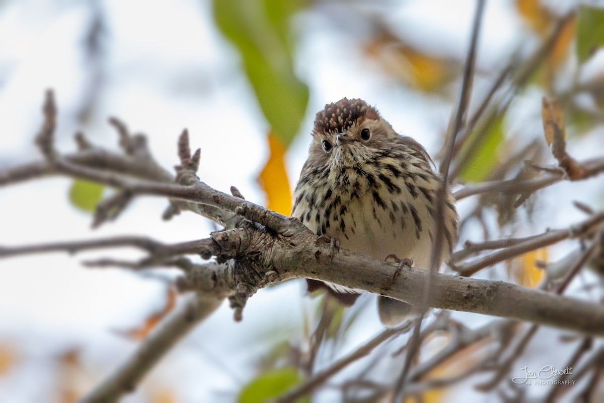 Speckled Warbler - ML102586801