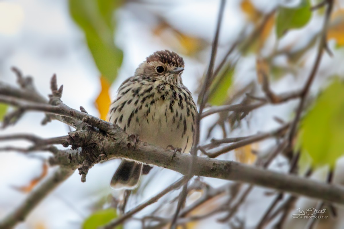 Speckled Warbler - ML102586851